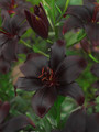 Black Charm - Asiatic Lilium
