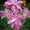 Lotus Elegance - Exotic Lilium