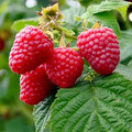 Raspberries - Sanford