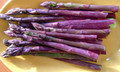 Asparagus -  Purple Phantom