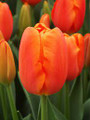 Orange Juice -Triumph Tulip