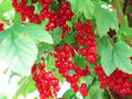 Red Currant Berries