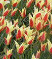 Tinker - Species Tulip