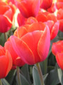 Bulk Tulips - Adrem