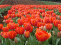 Bulk Tulips - Adrem