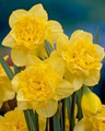 Safina - Double Daffodil