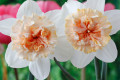 Petit Four - Double Daffodil