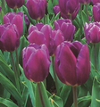 Purple Prince - Triumph Tulip