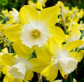 Pipit - Multi-Headed Daffodil