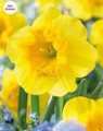 Curly Lace - Happy Daffodil