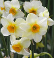 Beautiful Eyes - Multi-Headed Daffodil