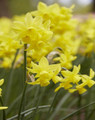Mixed Colours - Happy Daffodil
