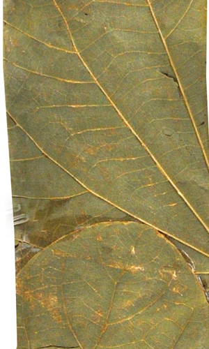 62532-gilded-lotus-leaf-closeup-3-72-300.jpg