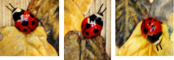 ladybug-comp-600.jpg
