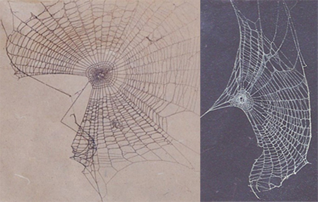 spiderweb-coffee-house-paper-450w.jpg