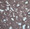 #14016 Swiss Paper, "Plum/Cocoa"  (close-up)
Is it cocoa with a hint of plum, or plum with a dollap of cocoa?  A wonderfully neutral, if ambiguous color on a sheet with multiple random "holidays" scattered across the sheet, along with long strands of visible fiber.