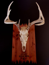 Antler Mount Kit- DeadEnd Deer - Whiskey Legends