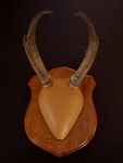 Classic Antelope Antler Mounting Kit