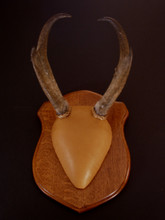 Classic Antelope Antler Mount Kit - Whiskey Legends