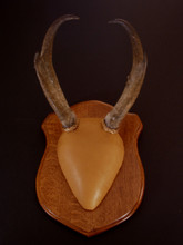 Classic Antelope Antler Mounting Kit