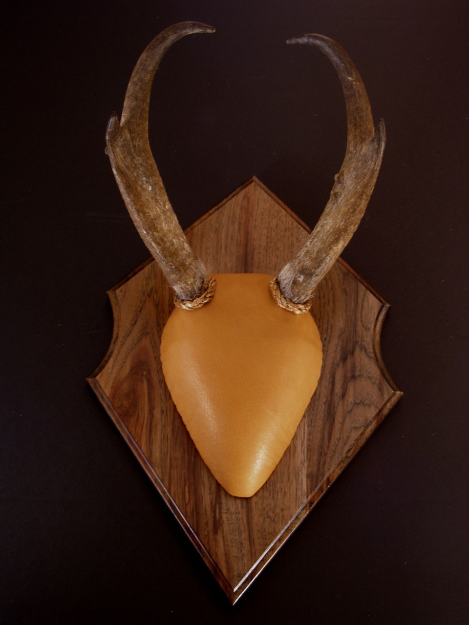 Antler Mount Kit- Outfitter Antelope - Whiskey Legends