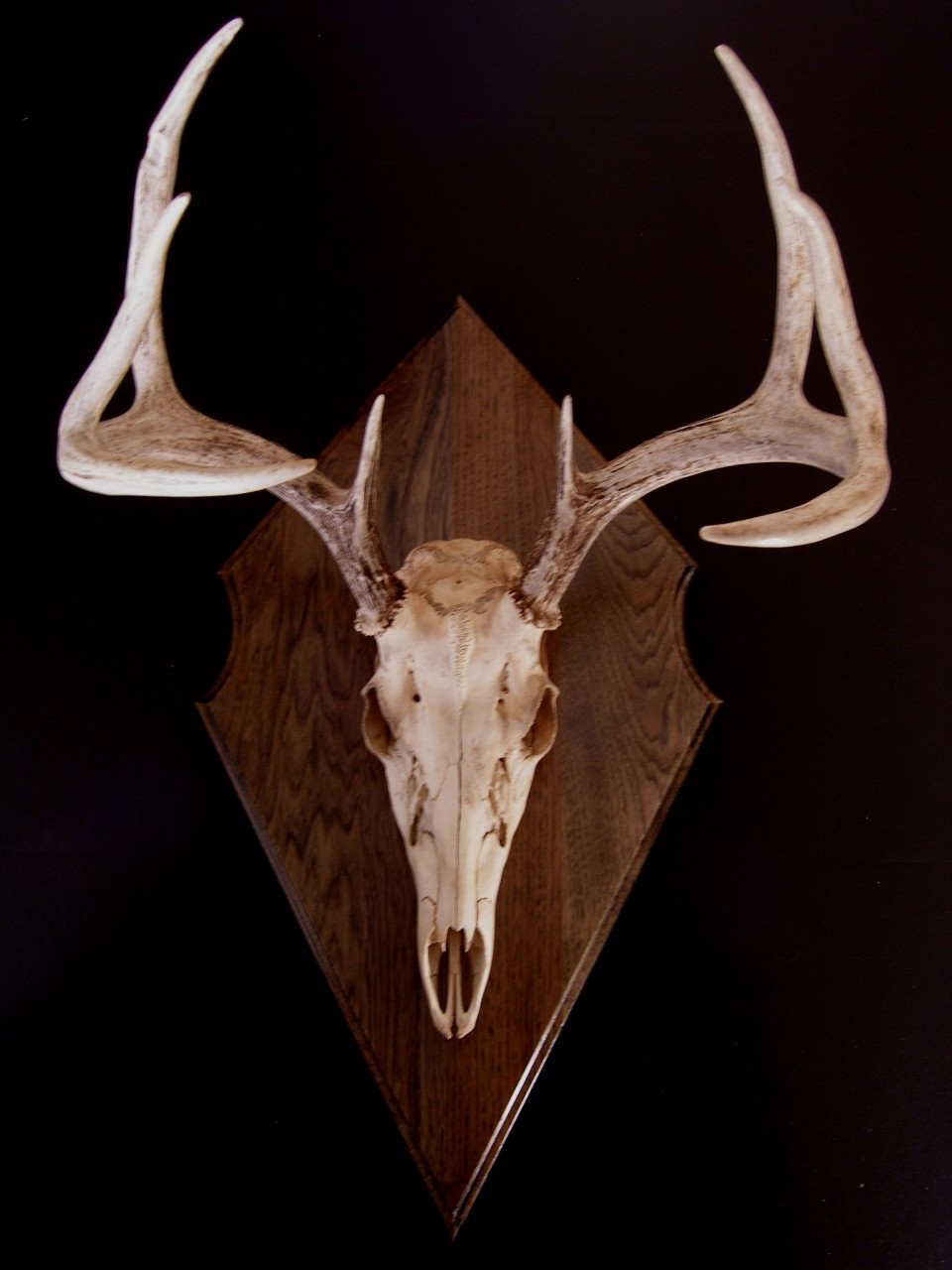 european deer mount kit