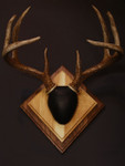 Antler Mount Kit- Laser Engraved Deer - Whiskey Legends