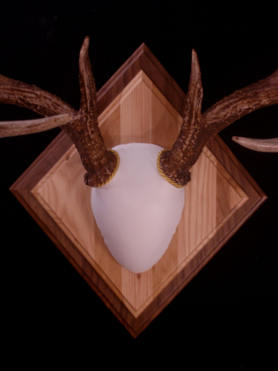 Antler Mount Kit- Outfitter Deer