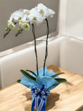 White Phalaenopsis Orchid