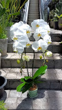 White Phalaenopsis Orchid in a green vase