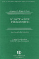 Lo, How a Rose E'er Blooming (SATB) arr. by Doug Andrews