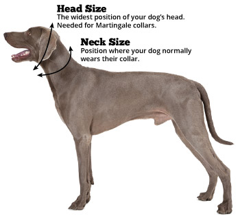 Small Dog Collar Size Chart