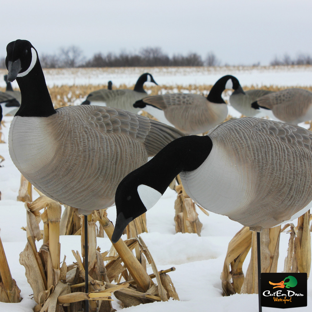 Goose Decoys For Sale >> Details About New White Rock Collapsible Full Body Canada Goose Decoys 6 Pack W Stakes Goose Decoys For Sale >> Details About New White Rock Collapsible Full Body Canada Goose Decoys 6 Pack W Stakes