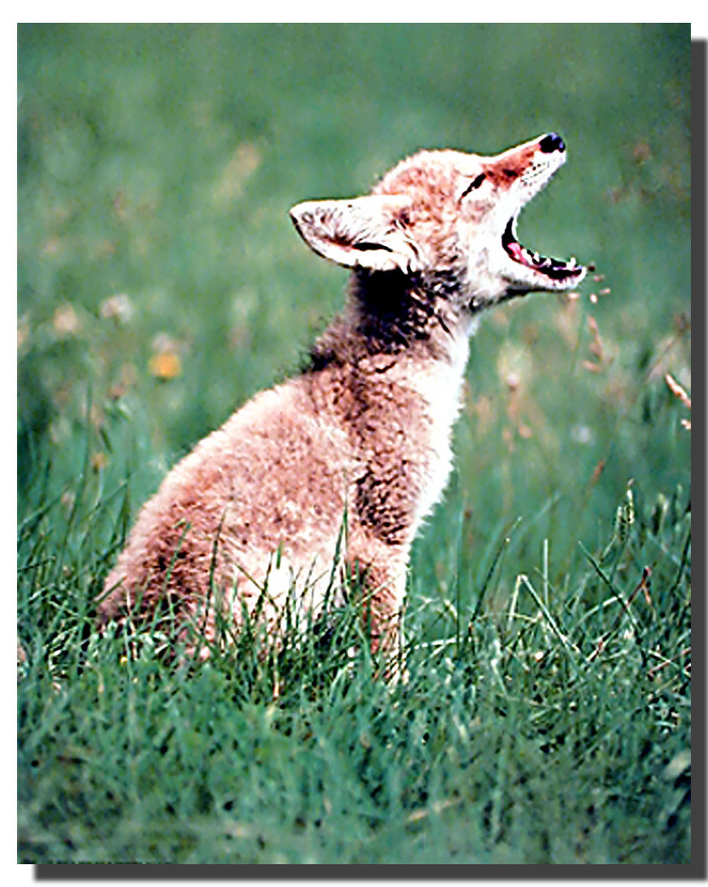 Coyote Pup Poster | Animal Posters | Coyote Posters