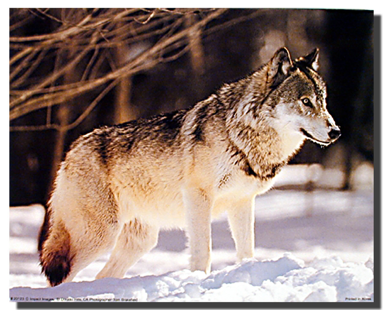 Wolf Poster - Snow | Animal Posters | Wolf Posters
