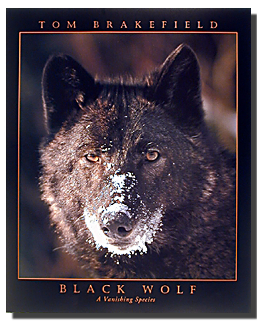 Black Wolf Poster Animal Posters Wolf Posters