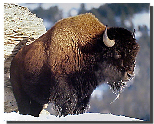 Bison Art Prints Animal Posters