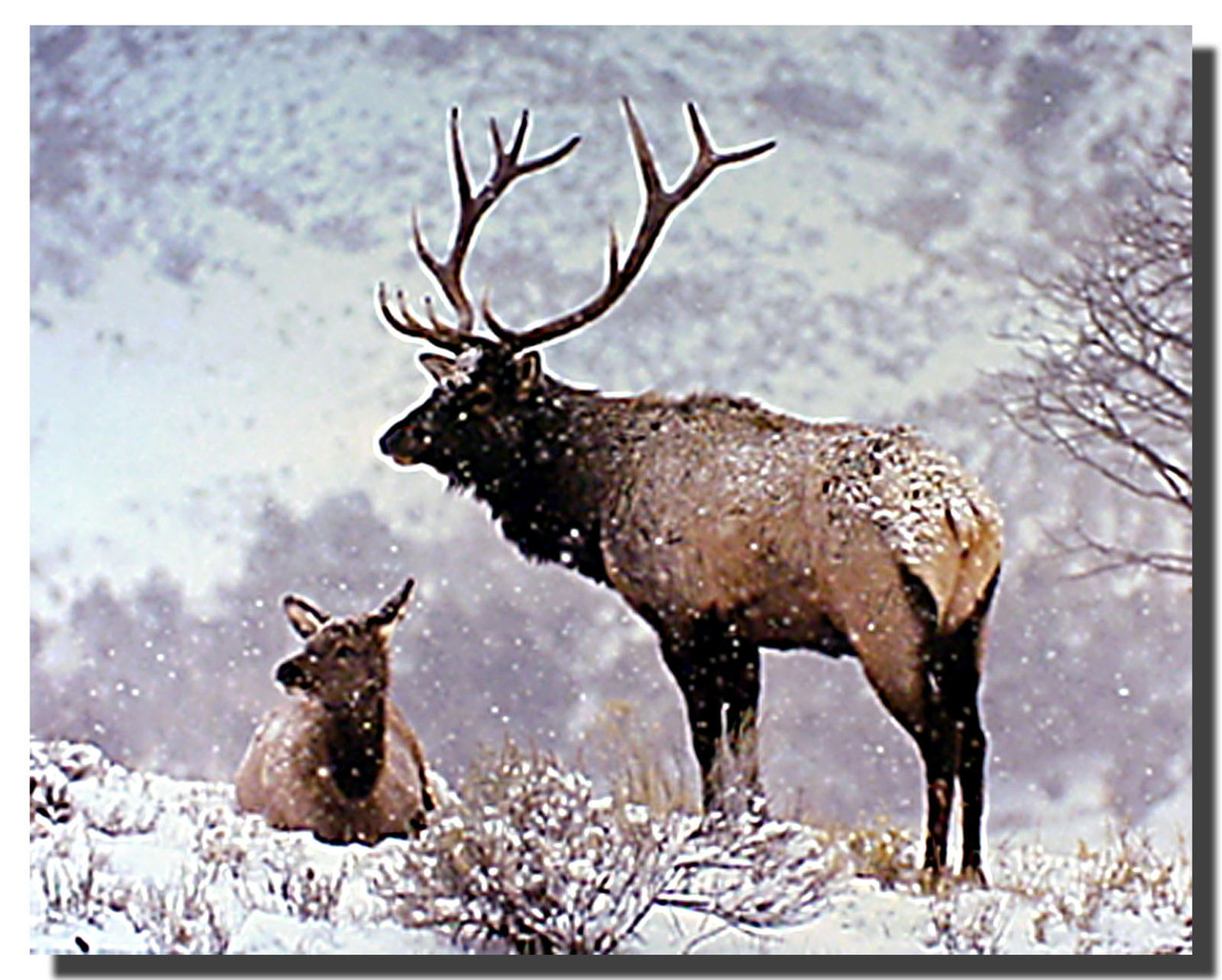 Elk Poster | Animal Posters