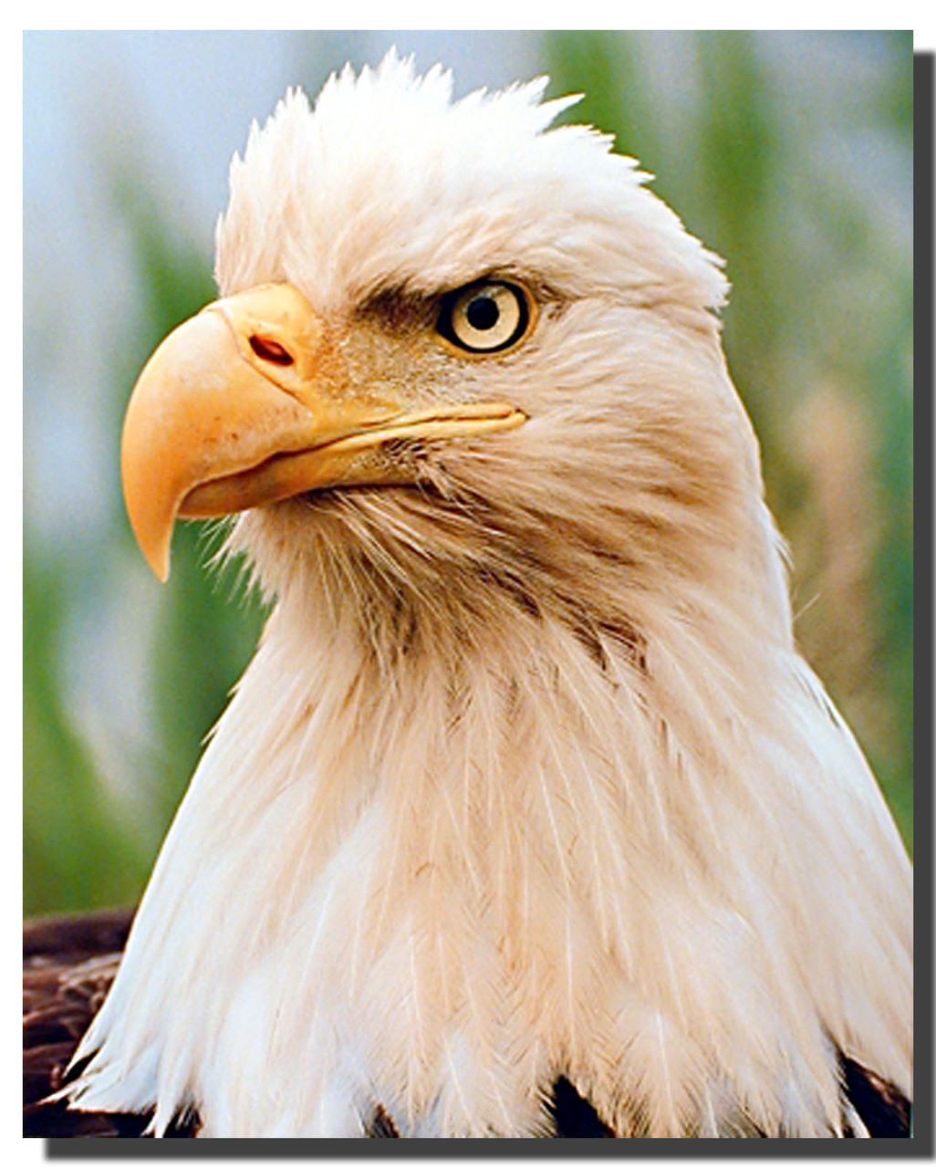 Bald Eagle Head Poster | Animal Posters | Bird Posters