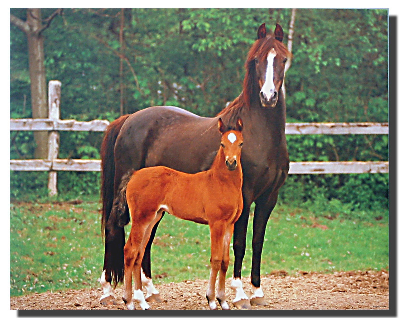 Morgan Mare and Foal Poster | Animal Posters | Horse Posters