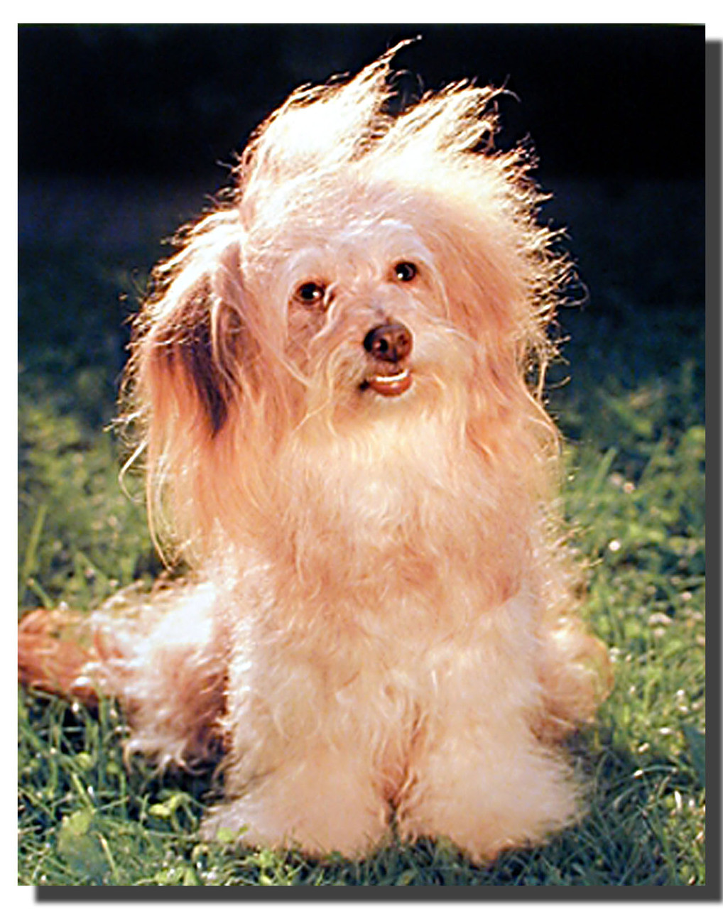 Fluffy Dog Poster | Animal Posters | Dog Posters