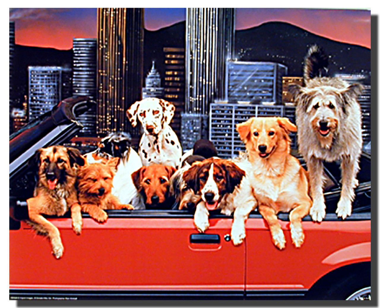 Dogs Poster - Convertible | Animal Posters