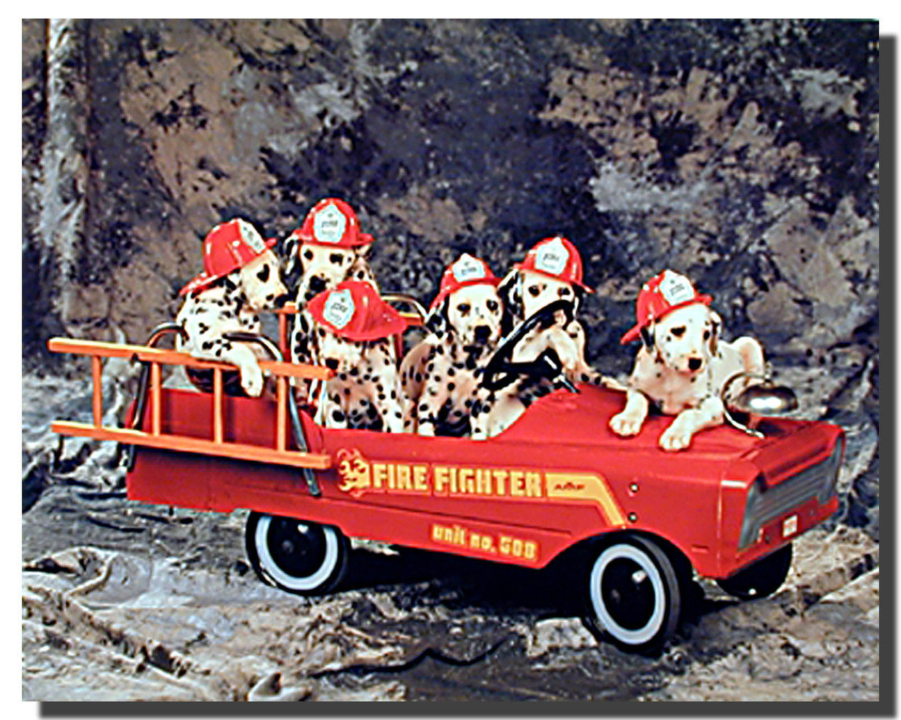 Dalmatian Puppies in Fire Truck Poster | Animal Posters