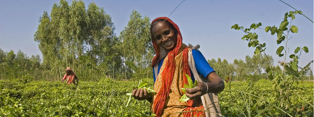 Where does tea come from?