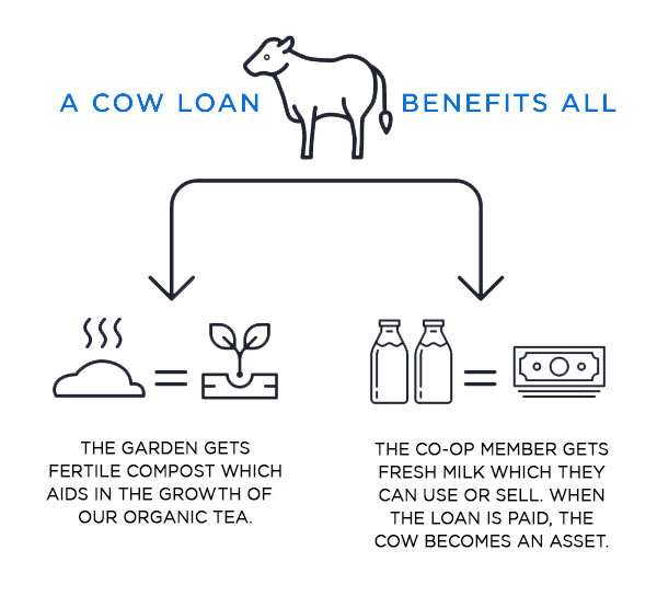 Cattle Lending Cattle Lending