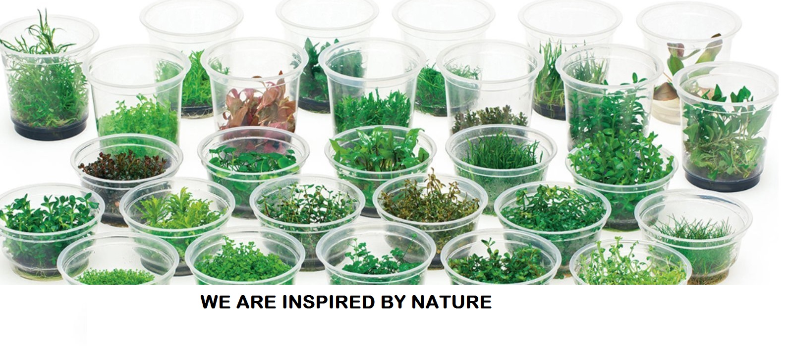 Aquarium Supplies Online Superstore AustraliaBuy Fish TankFast Delivery