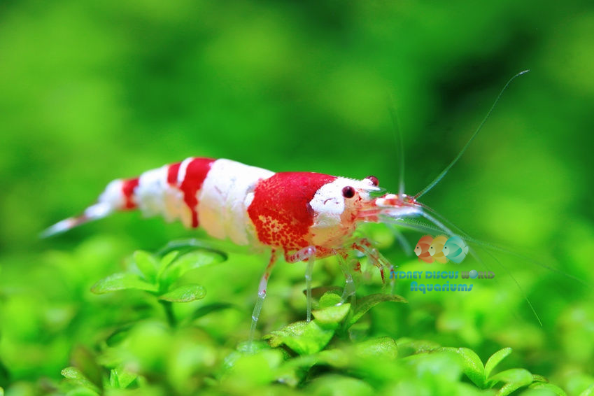 hc-crystal-red-shrimp.png