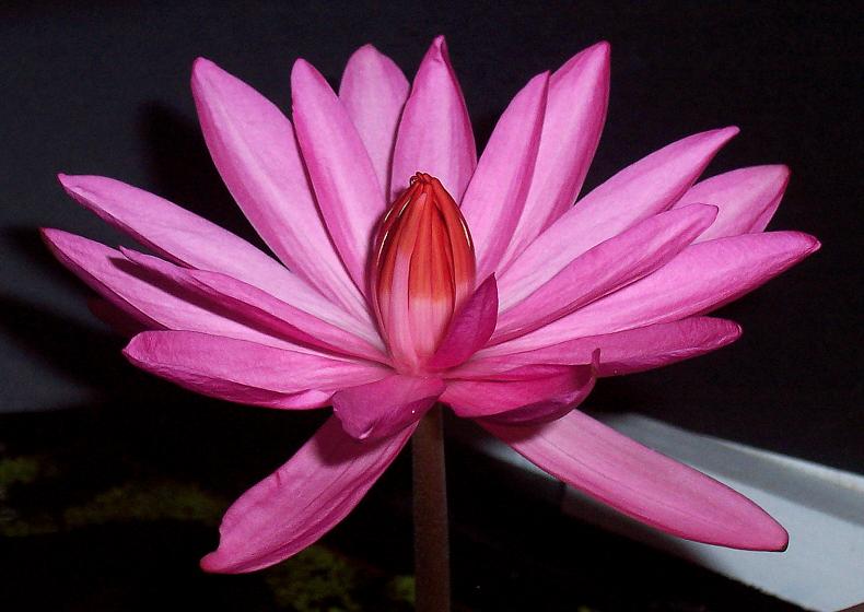 red-tiger-lotus-flower.jpg