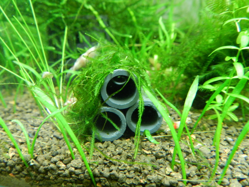 shrimp-tubes-2.jpg