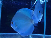 BLUE DIAMOND DISCUS 15-16 CM